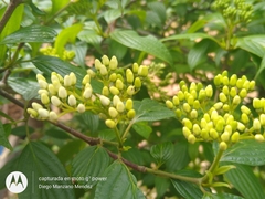 Cornus excelsa