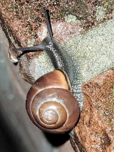 Brown-lipped Snail