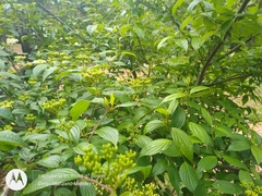 Cornus excelsa