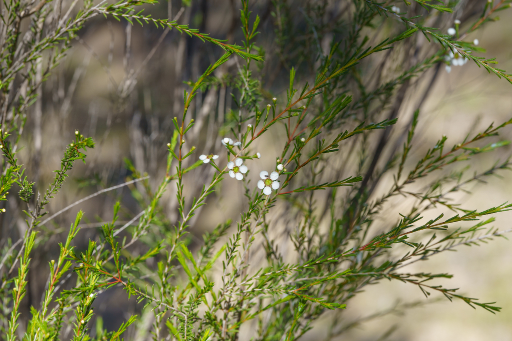Hysterobaeckea behrii; photograph (c) Kym Nicolson, some rights reserved (CC BY)