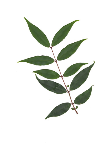 Pilidiostigma glabrum observed 2026-08-30