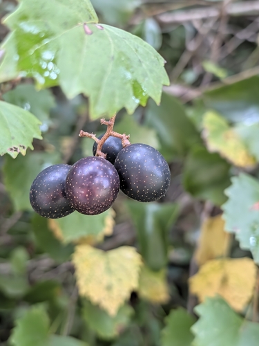 muscadine