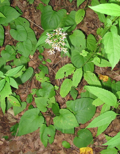 Eurybia schreberi observed 2026-08-29