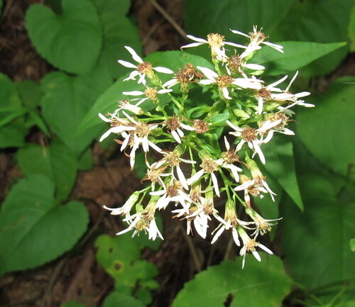 Eurybia schreberi observed 2026-08-29