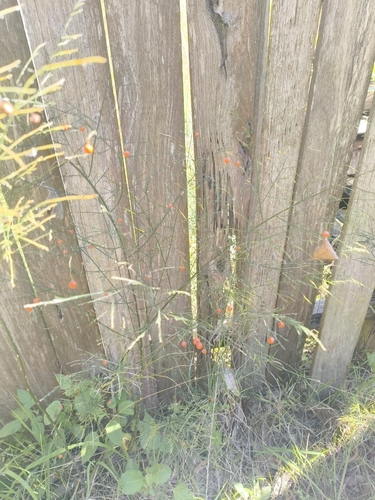 Asparagus virgatus