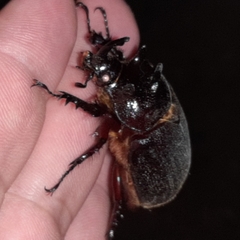 Heterogomphus mniszechi