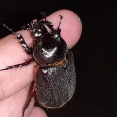 Heterogomphus mniszechi