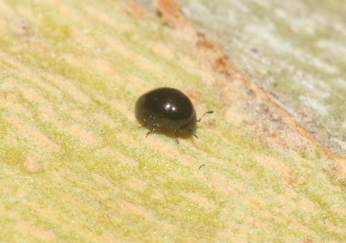Cybocephalus californicus