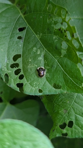 Mottled Tortoise Beetle