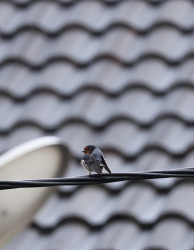 Pacific Swallow