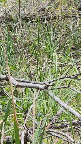 White-browed Scrubwren