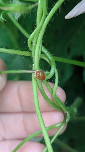 Golden Tortoise Beetle
