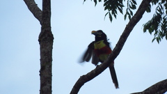 Pteroglossus castanotis