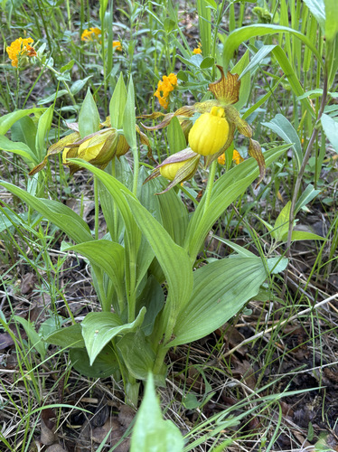 yellow lady's slipper