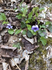 Viola rostrata