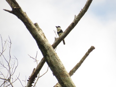 Notharchus macrorhynchos