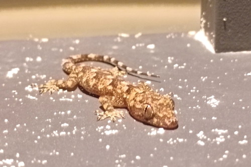 Tropical House Gecko