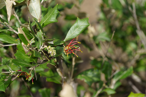 Grevillea ilicifolia, photograph 5