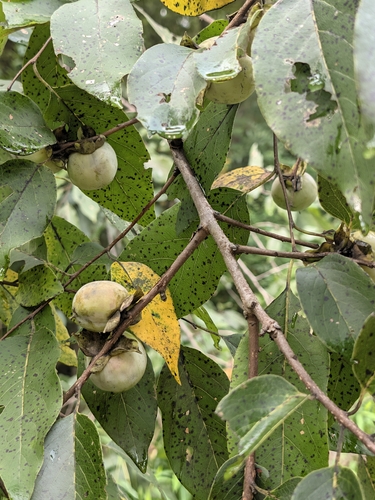 American persimmon