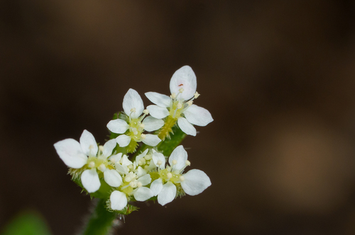 Trachymene pilosa, photograph 2