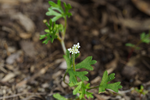 Trachymene pilosa, photograph 3