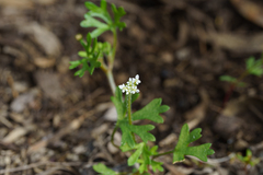 Trachymene pilosa, photograph (c) Kym Nicolson, some rights reserved (CC BY)