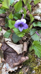 Viola rostrata