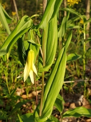 Uvularia
