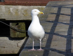 Larus argentatus