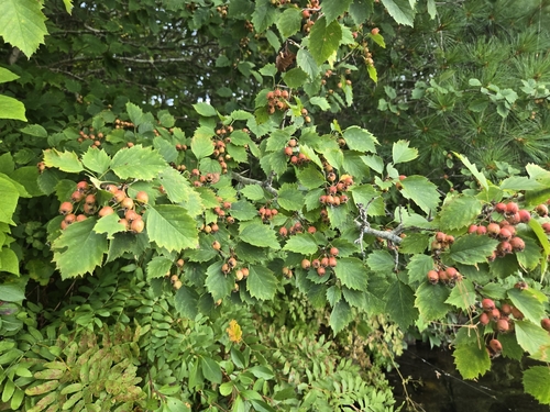 Crataegus macrosperma