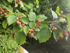 (c) Micki Colbeck, some rights reserved (CC BY) Crataegus macrosperma, photograph (c) Micki Colbeck, some rights reserved (CC BY)