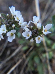 Noccaea fendleri