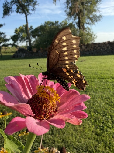 Eastern Black Swallowtail