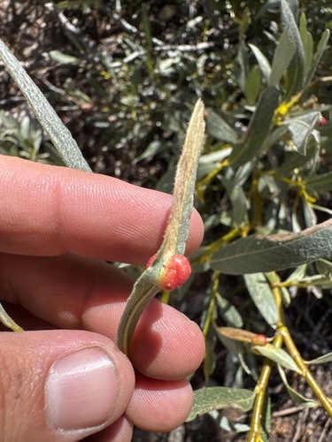 iNaturalist observation photo of Willow Apple Gall Sawfly