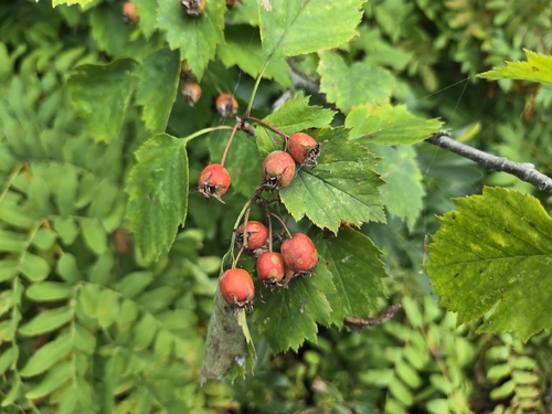 Crataegus macrosperma, photograph 2
