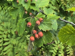 (c) Micki Colbeck, some rights reserved (CC BY) Crataegus macrosperma, photograph (c) Micki Colbeck, some rights reserved (CC BY)