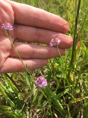 Polygala mariana