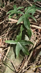 Philodendron pedatum