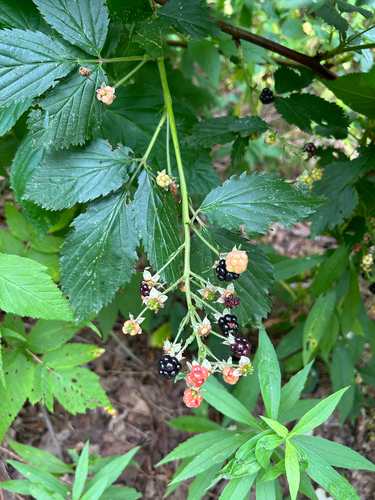 Rubus canadensis