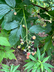 Rubus canadensis