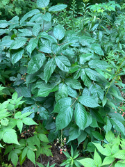 Rubus canadensis, photograph (c) Bethany Dennis, some rights reserved (CC BY)