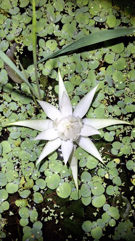 Nymphaea oxypetala