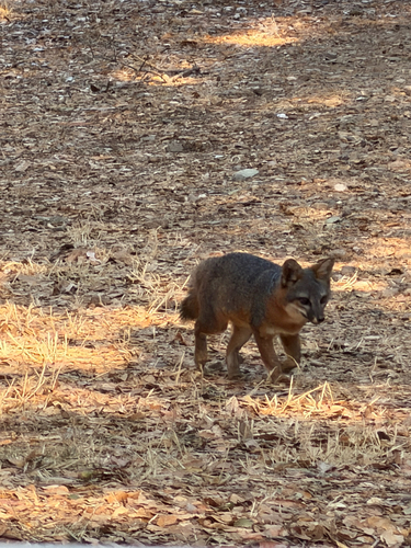 Santa Cruz Island Fox observed by patsimpson2000