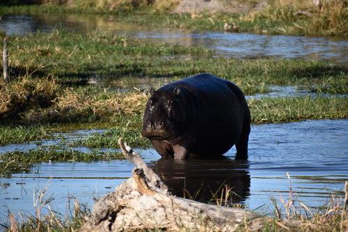 Hippo