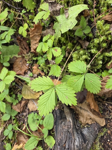 woodland strawberry