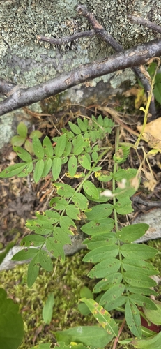 Polemonium pulcherrimum