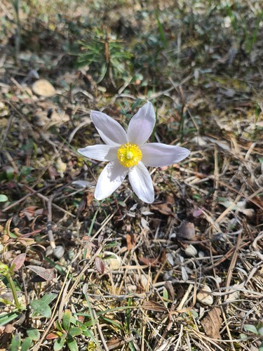 Pulsatilla nuttalliana, photograph 4