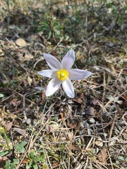Pulsatilla nuttalliana, photograph (c) Johnathan Campbell, some rights reserved (CC BY)