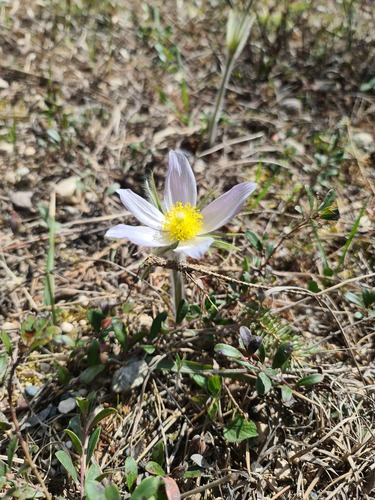 Pulsatilla nuttalliana, photograph 3