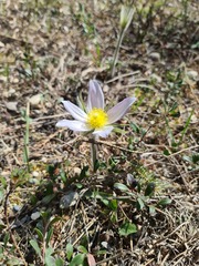 Pulsatilla nuttalliana, photograph (c) Johnathan Campbell, some rights reserved (CC BY)
